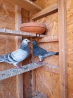 Mooie koppel postduiven (20€per stuk), Dieren en Toebehoren, Vogels | Overige Vogels