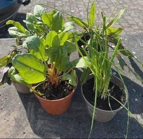 plantjes kruiden, Ophalen, Kruiden