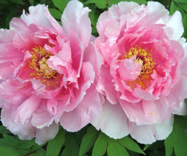 Plant de Pivoine rose, Tuin en Terras, Planten | Tuinplanten, Vaste plant, Overige soorten, Zomer, Ophalen