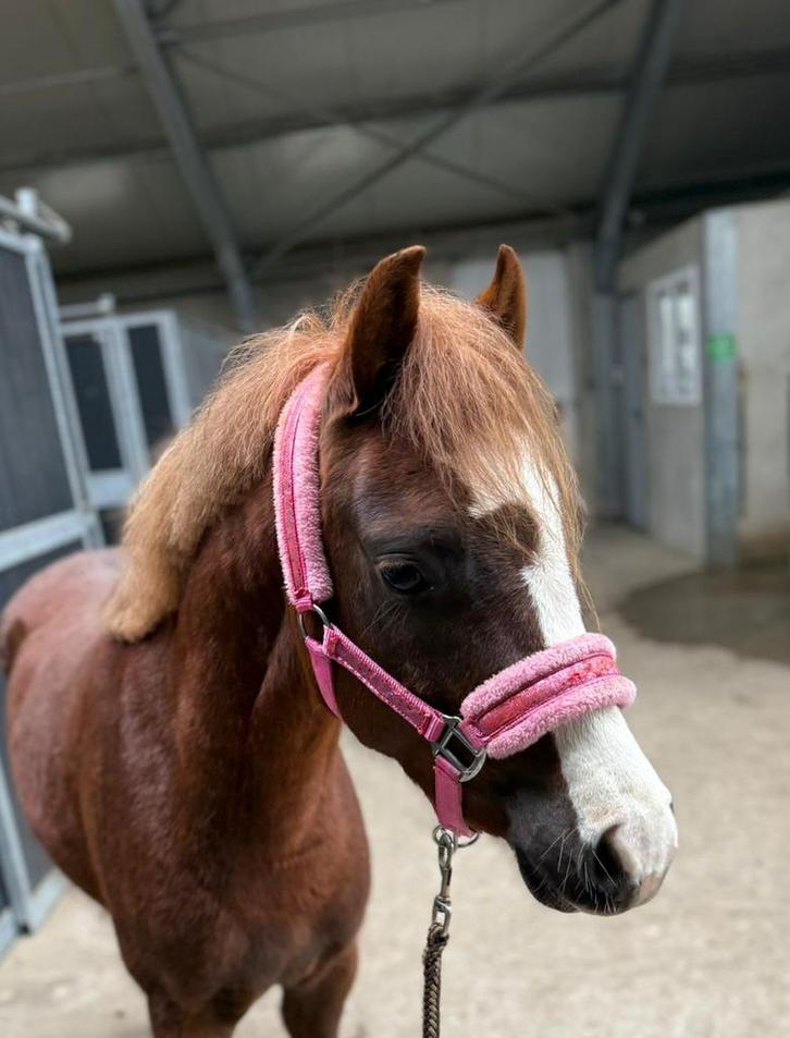 Liefste welsh ruin, Animaux & Accessoires, Chevaux, Hongre