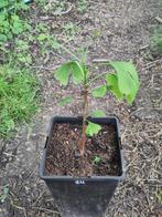 Arbre Ginkgo Biloba, En pot, Plein soleil, Autres espèces, Enlèvement