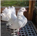 Queue de paon français de Rouen X queue paon fantail Anglais, Animaux & Accessoires, Oiseaux | Pigeons, Plusieurs animaux, Autres espèces