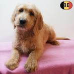 Labradoodle - chiots belges à vendre, Commerçant, Autres races, 8 à 15 semaines, Plusieurs