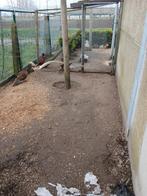 Mooie bosfazant haan 2025, Dieren en Toebehoren, Pluimvee