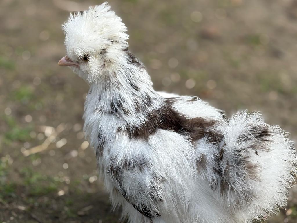 Zijdehoen paint, Dieren en Toebehoren, Geslacht onbekend, Kip