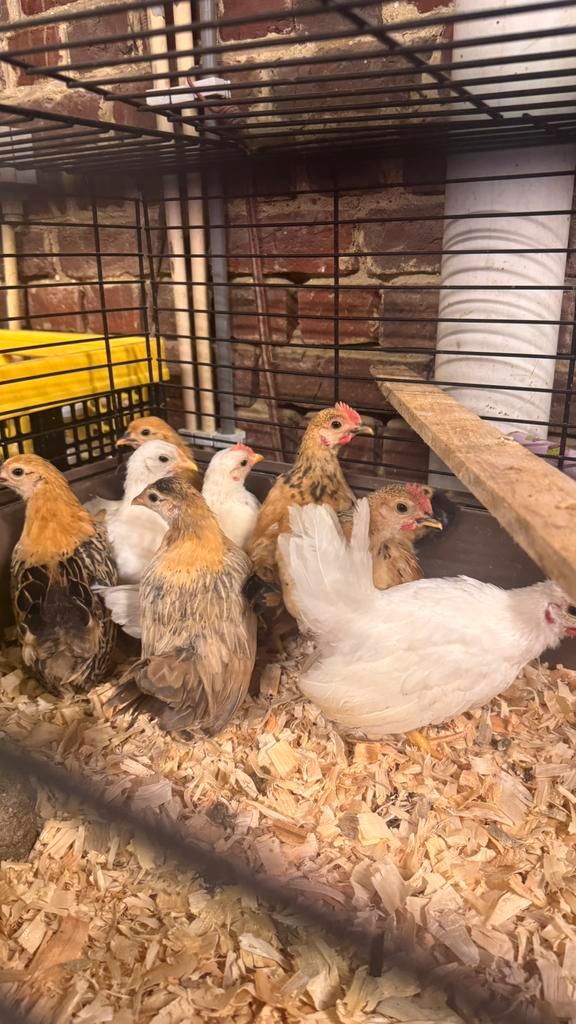 Europese serama’s, Dieren en Toebehoren, Pluimvee, Kip, Geslacht onbekend