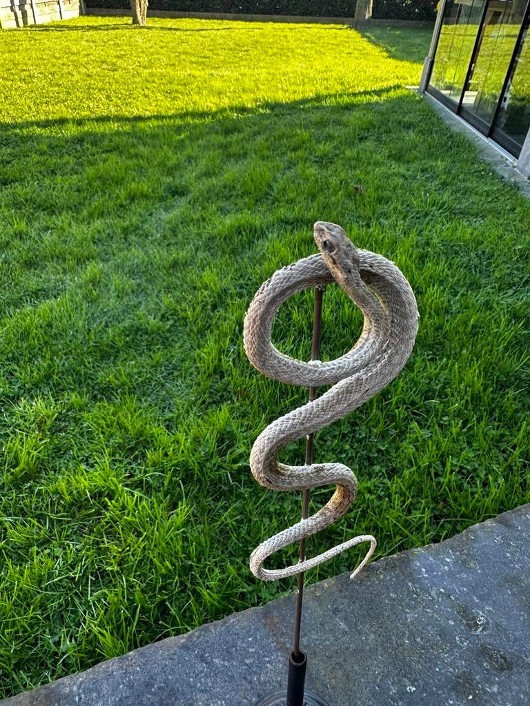 Taxidermie slang, Enlèvement