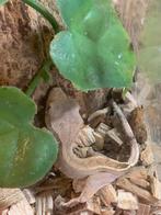 Nakweek wimpergekko, Dieren en Toebehoren, Hagedis, 0 tot 2 jaar