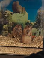 Prairihondjes koppel, Dieren en Toebehoren, Mei, Meerdere dieren, Overige typen