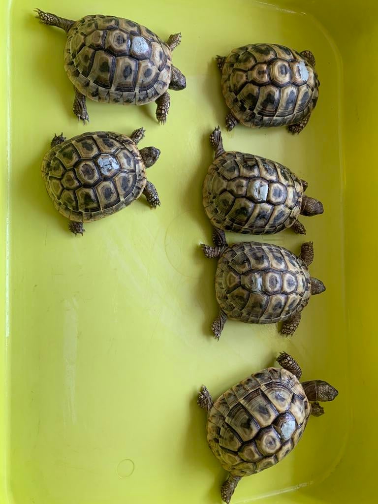 Griekse landchildpad of Testudo Hermanni Boetgerie, Dieren en Toebehoren, Reptielen en Amfibieën, Schildpad, 3 tot 6 jaar