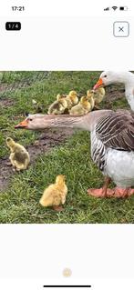 Broedeieren gans, Dieren en Toebehoren