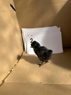 Dagkuikens zijdehoen, Dieren en Toebehoren