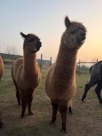 Twee alpacamerries te koop - geboren juni 2025, Dieren en Toebehoren, Vrouwelijk, 0 tot 2 jaar