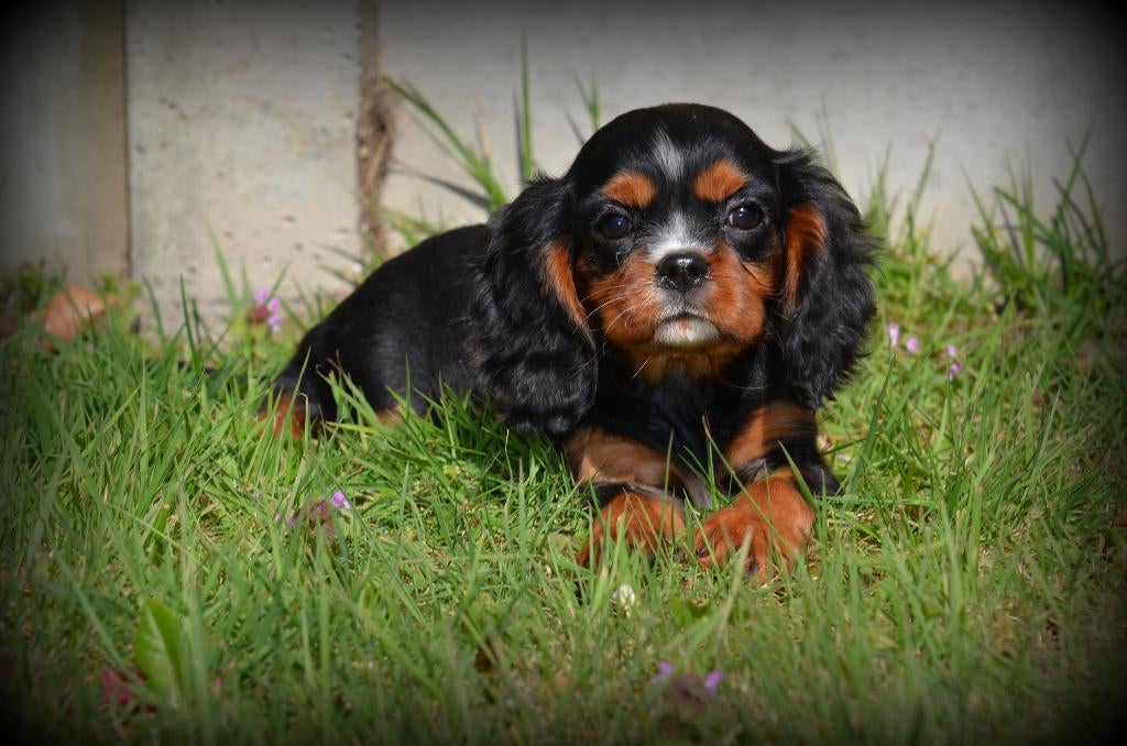 Chiots Cavalier King Charles Spaniel, Animaux & Accessoires, Chiens | Retrievers, Épagneuls & Chiens d'eau, Plusieurs animaux