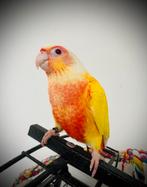 Conure lutino, Animaux & Accessoires, Enlèvement