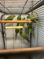 Halsbandparkieten ruilen kan ook, Dieren en Toebehoren, Vogels | Parkieten en Papegaaien