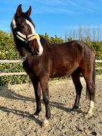 Lieve Ruin zangersheide 4Y, Springpaard, Met stamboom, Ruin, Zadelmak