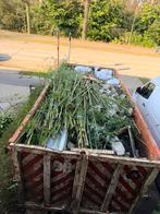 Bamboe meer dan 150 stuk op te halen in schoten, Ophalen, Vaste plant, Overige soorten