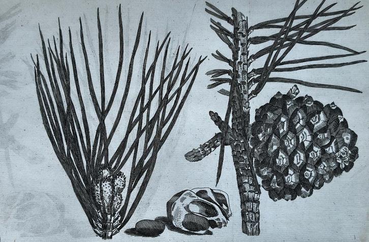 Le Pin - Madeleine Basseporte, Antiquités & Art, Art | Eaux-fortes & Gravures, Enlèvement ou Envoi