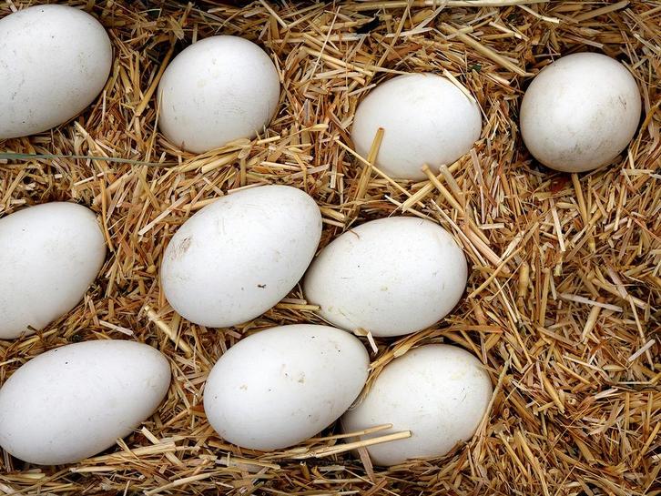 Oeufs d’oie fécondés / Bevruchte ganzeneieren, Animaux & Accessoires, Volatiles, Oie ou Cygne, Sexe inconnu