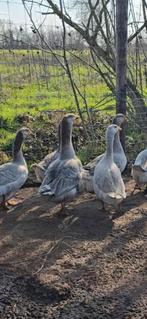 Steinbacher ganzen, Dieren en Toebehoren, Pluimvee, Meerdere dieren, Gans of Zwaan