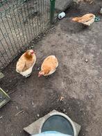 Aracauna tarwe, Dieren en Toebehoren, Pluimvee, Meerdere dieren, Kip