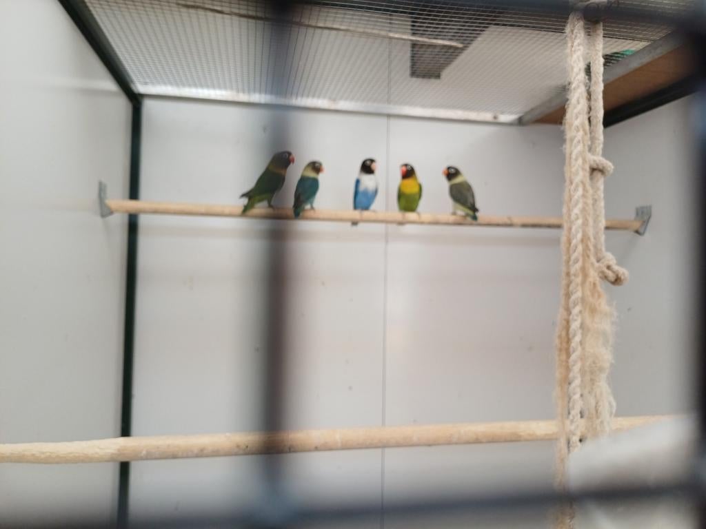 Agapornis, Dieren en Toebehoren, Vogels | Parkieten en Papegaaien