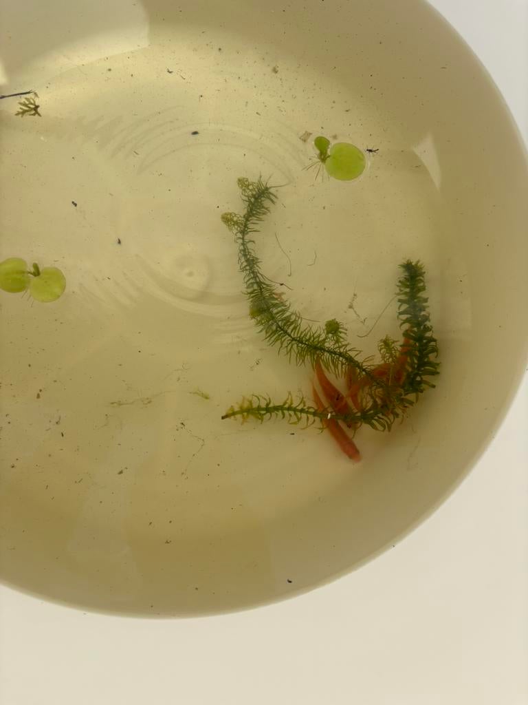 Vijvervissen, Dieren en Toebehoren