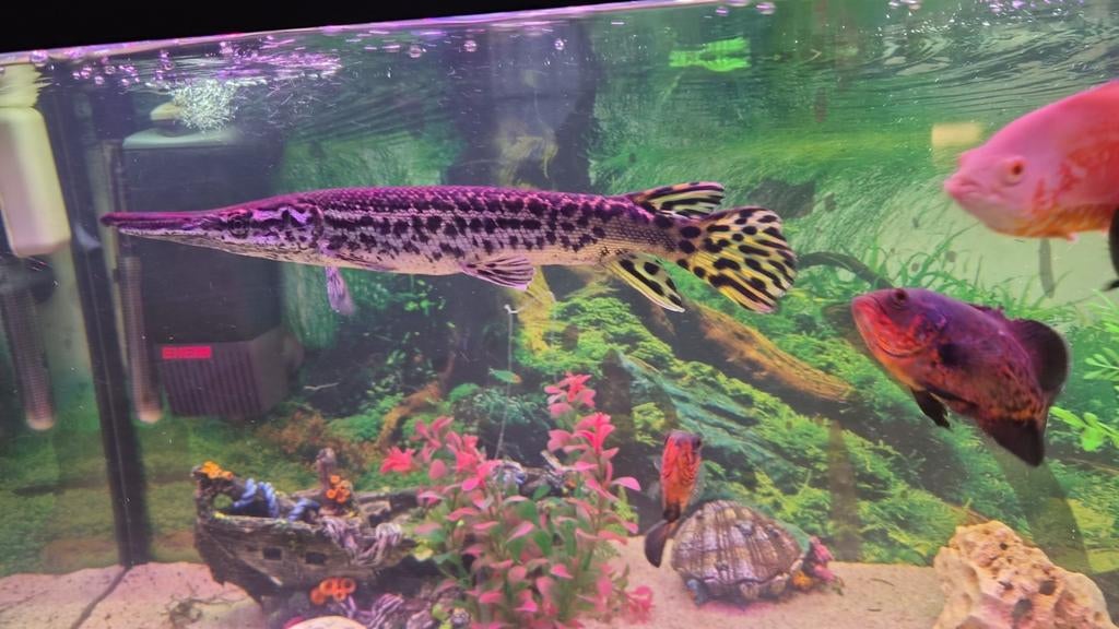 Alligator gar
