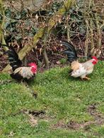 Serama haantjes, Dieren en Toebehoren, Pluimvee