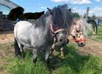 Shetlander Schimmel Hengst, Dieren en Toebehoren, Pony's, Hengst, Gechipt, 11 jaar of ouder