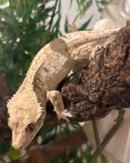 1.1 High White wimpergekko koppel, Dieren en Toebehoren, Hagedis, Tam, 0 tot 2 jaar