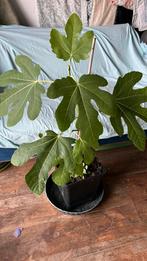 Jardinage figuier, Ophalen