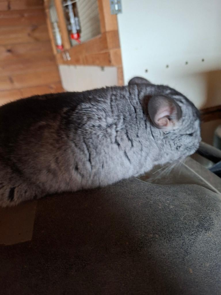 Chinchilla bokje te koop, Animaux & Accessoires, Rongeurs, Chinchilla, Mâle, Domestique, Novembre