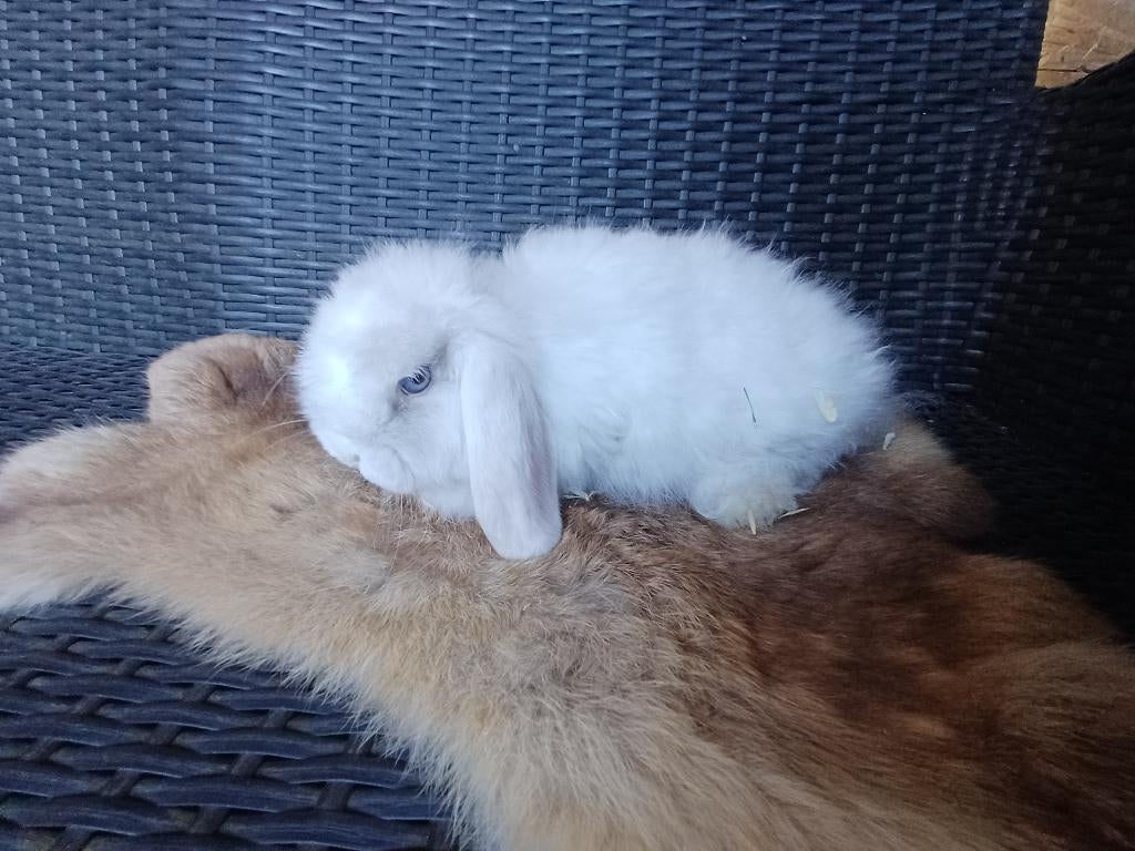 Nhd/minilop, Nain, Oreilles tombantes, 0 à 2 ans