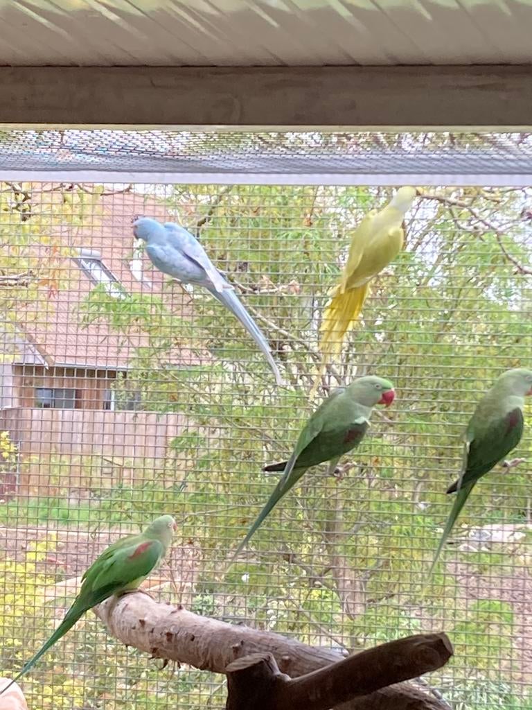 Halsbandparkiet en alexanders, Dieren en Toebehoren, Vogels | Parkieten en Papegaaien, Parkiet, Meerdere dieren