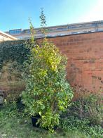 Camellia japonica Mrs Tingley, Tuin en Terras, Ophalen