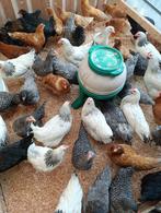 JUSQU'AU DIMANCHE 22/3 poules 6 pour 60 /13 pour 120 euros, Femelle, Poule ou poulet