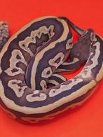 leo mojave 100% het pied ( vrouw ), Dieren en Toebehoren, Slang, 0 tot 2 jaar