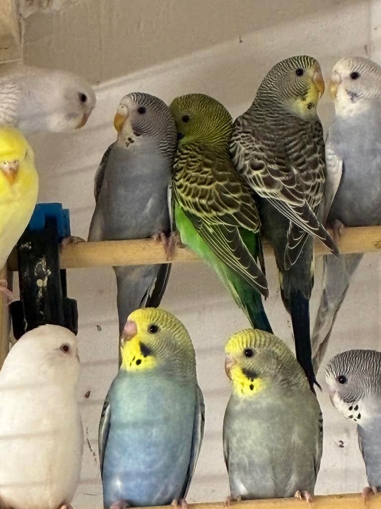 Grasparkieten, Bagué