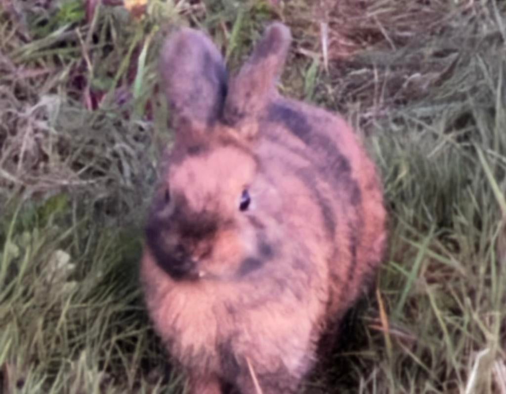 kleurdwerg konijntje, Mannelijk, Dwerg, 0 tot 2 jaar