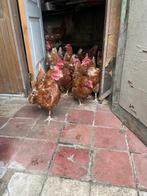 Legkippen te koop, Vrouwelijk, Kip