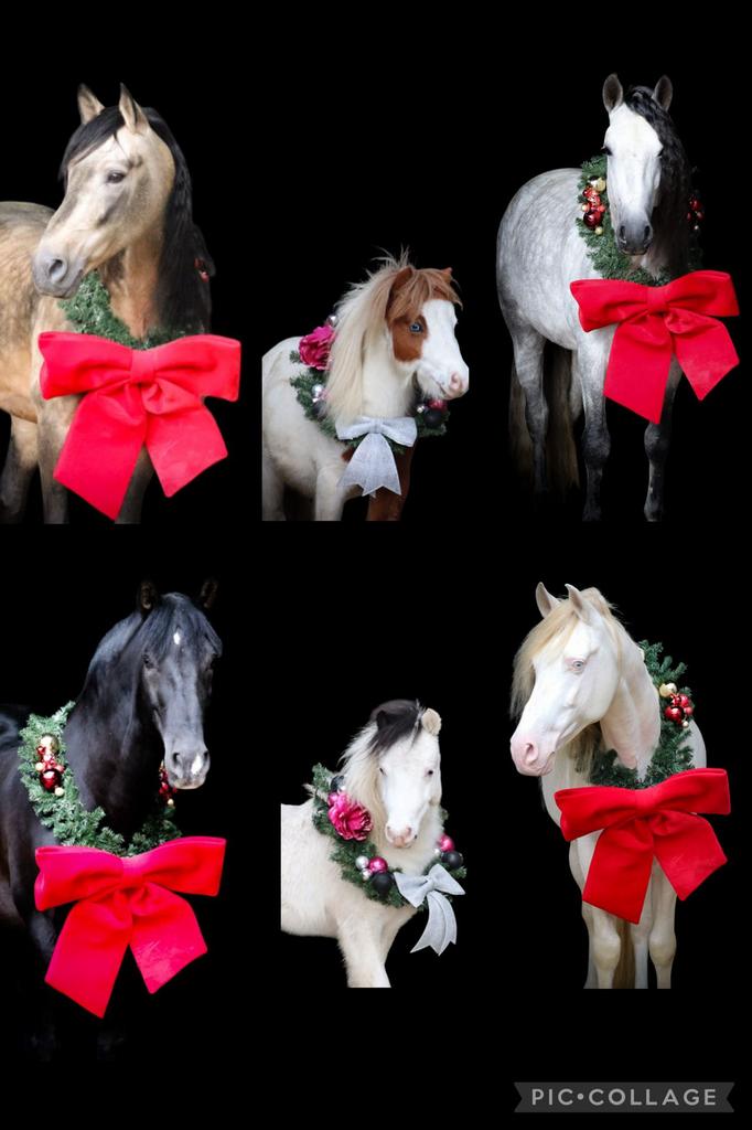 Hengsten ter dekking, Étalon, Ne s'applique pas, Cheval de dressage