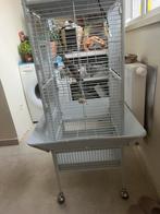 Femelle calopsitte tete blanche a donner contre bonne soins, Dieren en Toebehoren, Vogels | Hokken en Kooien, Ophalen, Zo goed als nieuw