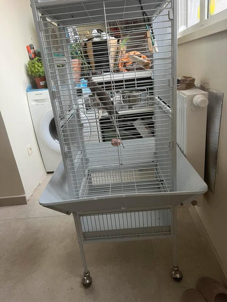 Femelle calopsitte tete blanche a donner contre bonne soins, Dieren en Toebehoren, Vogels | Hokken en Kooien, Zo goed als nieuw