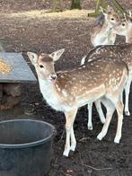Damhert bok 9 maanden, Juni, Mannelijk