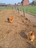 Brahma Haan  en Mechelse koekoek, Dieren en Toebehoren, Mannelijk, Kip