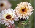 Calendula officinalis/ Pygmy Buff goudsbloem, Ophalen