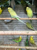 VEEL KLEUREN GRASPARKIETJES VANAF 15 EURO/KOPPEL, Meerdere dieren, Parkiet