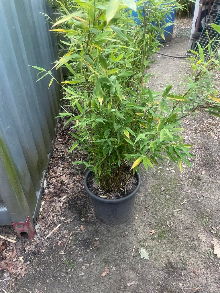 Fargesia, Tuin en Terras, Ophalen